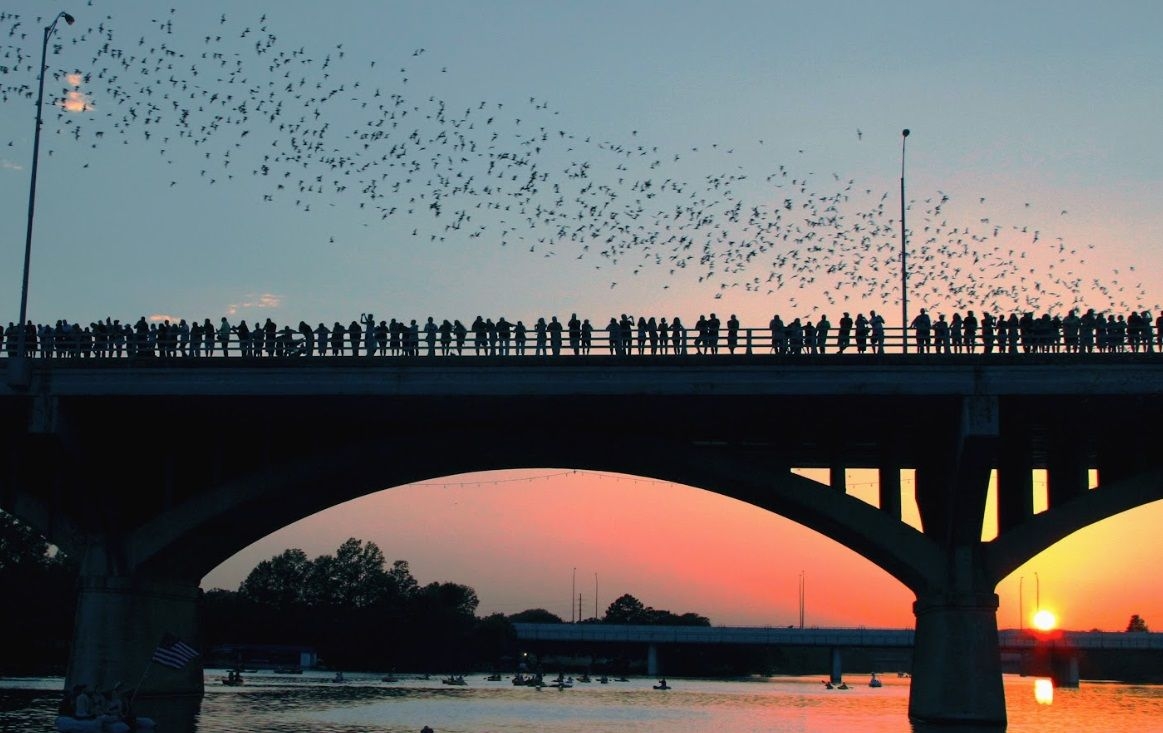 Austin Bat Tour View