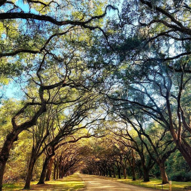 Visiting Savannah in January - Tripshepherd