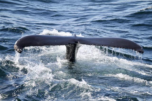 Bar Harbor Whale Watching - Tripshepherd