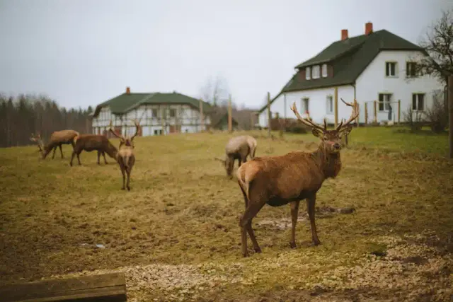 A Maine Moose Watching Guide.jpg